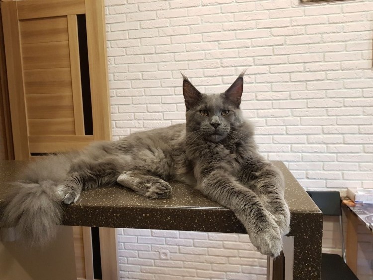 Кот Мейн кун рост