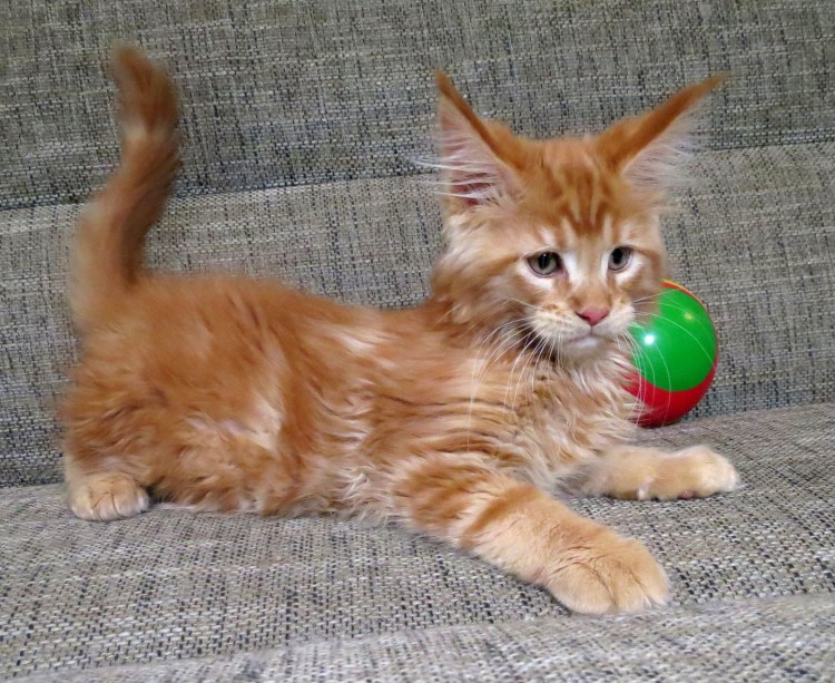 Стандарты породы кошек Мейн-куна