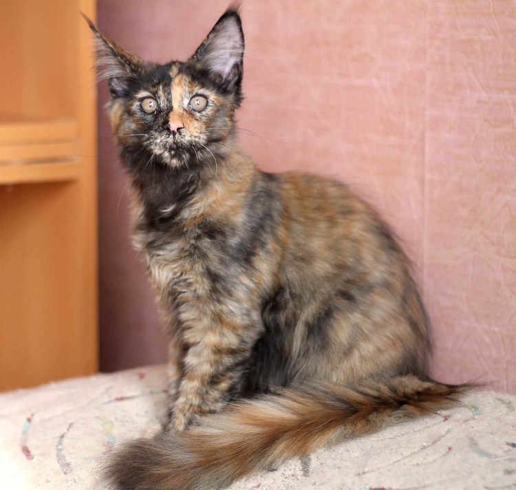 Взросление Мейн куна по месяцам