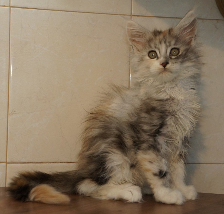 Мейн кун черный диамонд