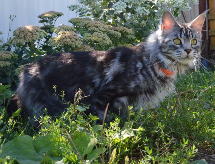 Мейн кун кот 1 год