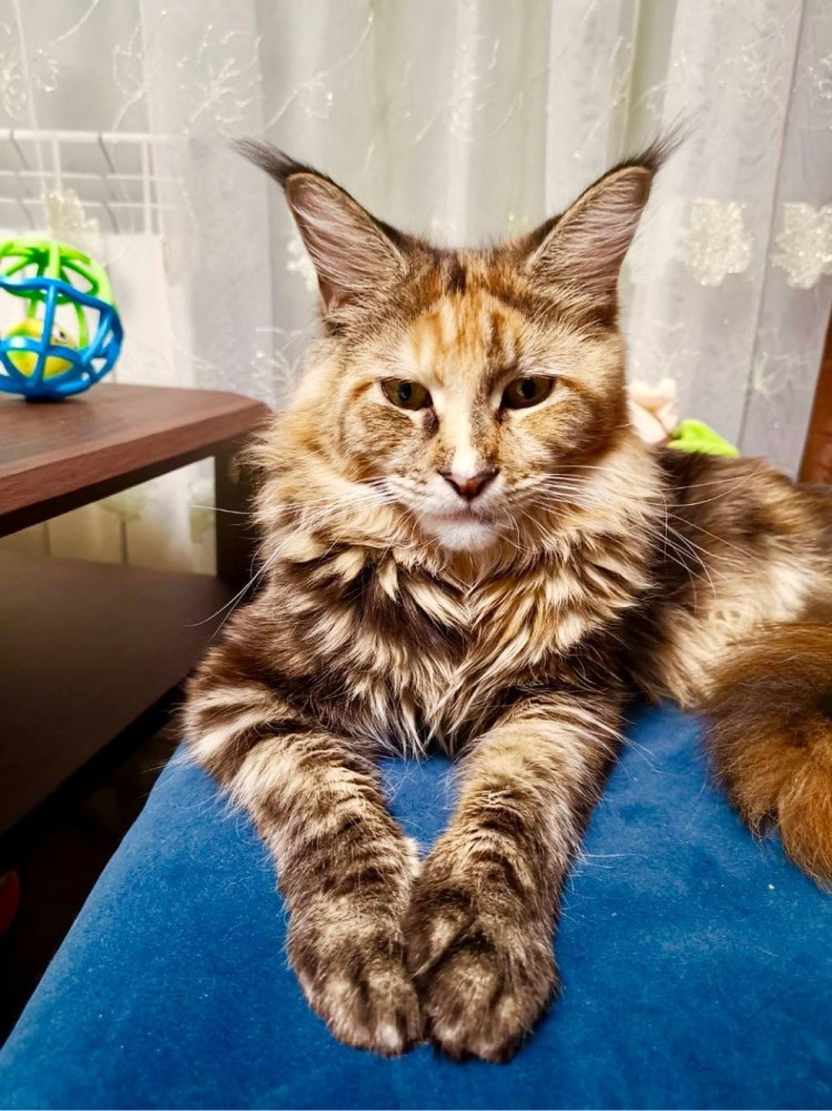 Мейн кун по месяцам