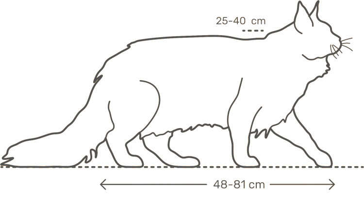 Кошка Мейн кун 6 месяцев