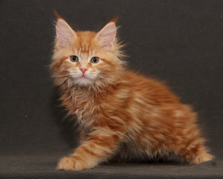 Мейн кун 1 месяц