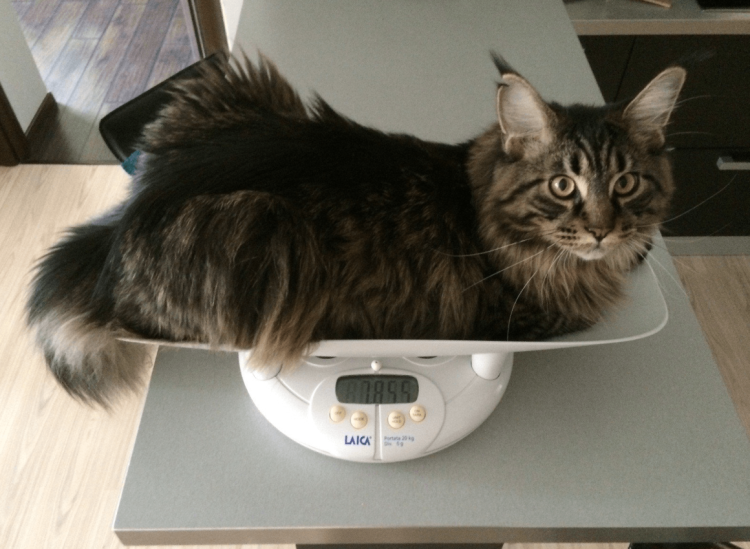 Кот Мейн куна и британца