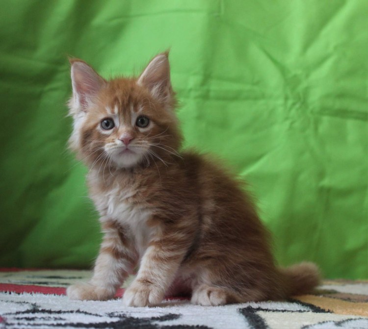 Шотландский Мейн кун