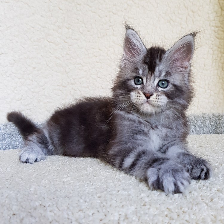 Кот Мейн кун рост