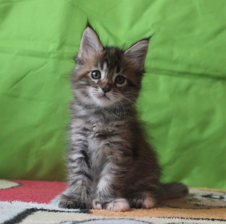 Вес котенка Мейн куна