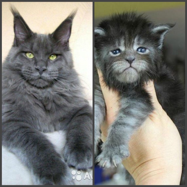 Мейн куна 10 кг