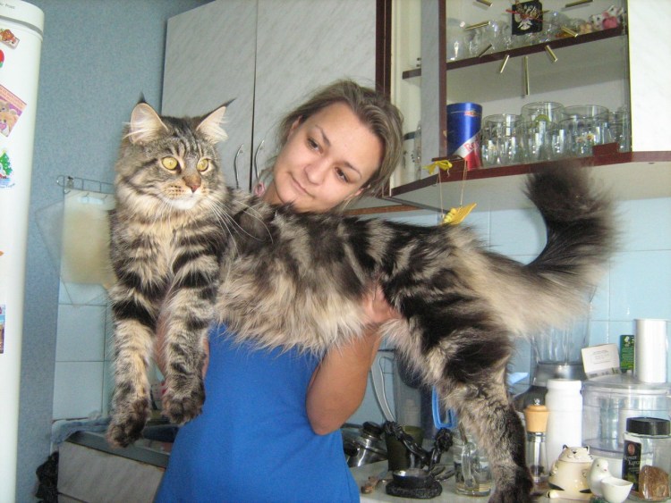 Котята мейнуна в 2 месяца