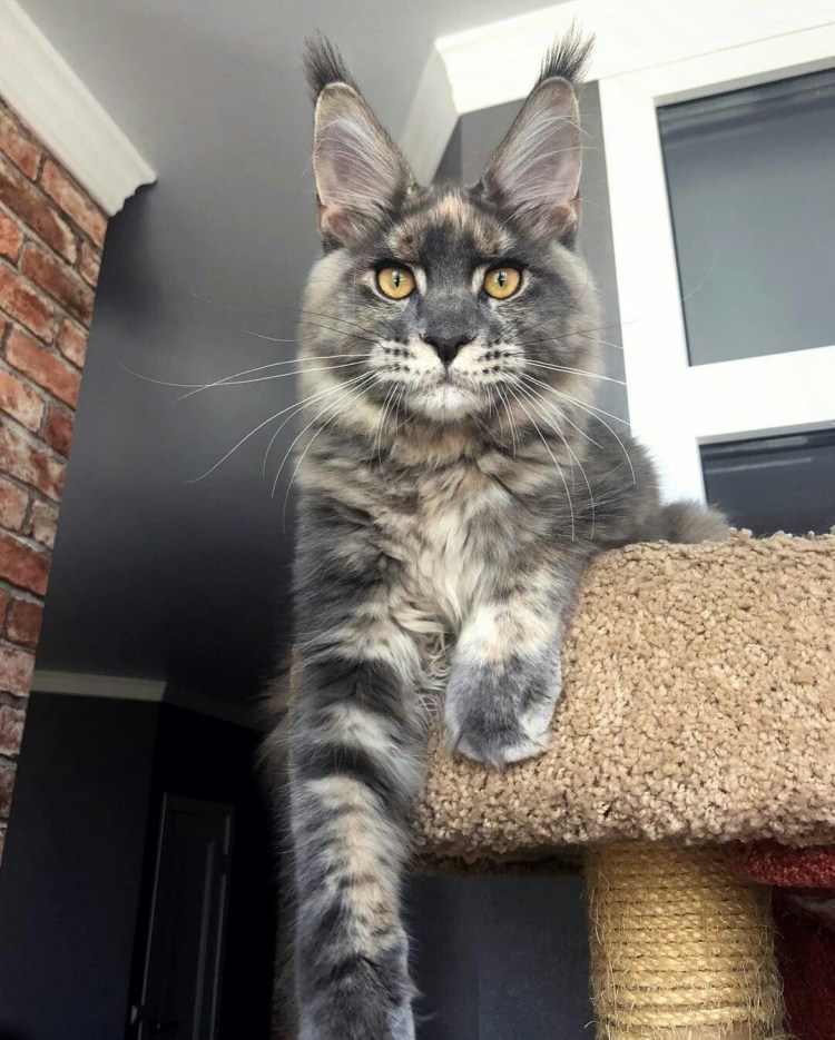 Вес Мейн куна