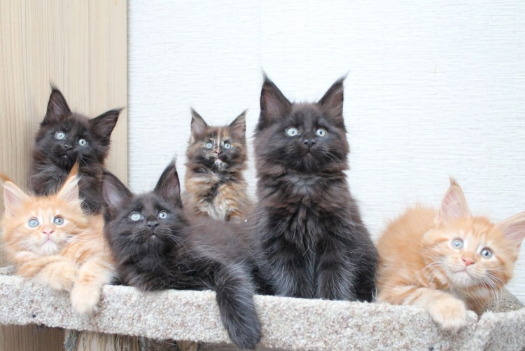 Котята метисы Мейн-куна лесного окраса