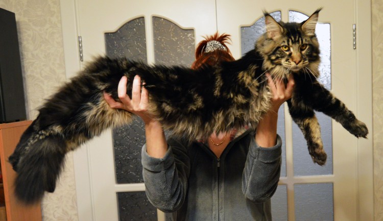 Мейн кун рекс