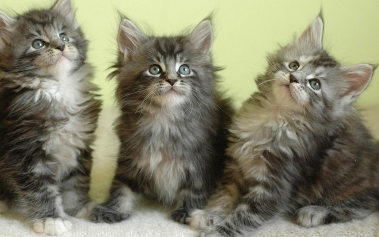 Мейн кун голубой мрамор