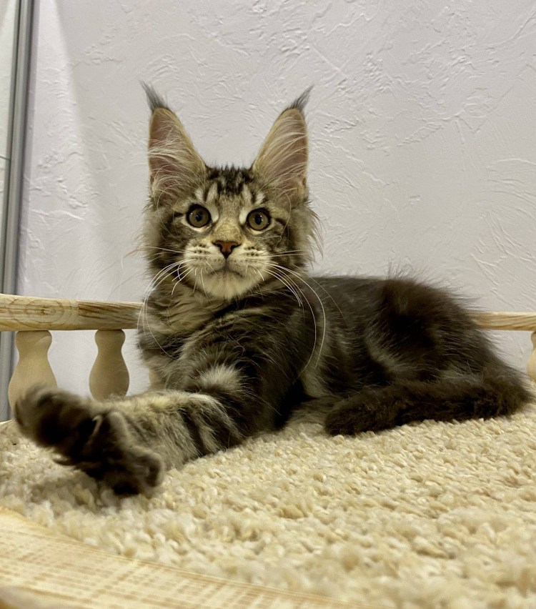 Котенок Мейн куна 6 месяцев