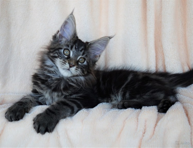 Котята Мейн кун фото