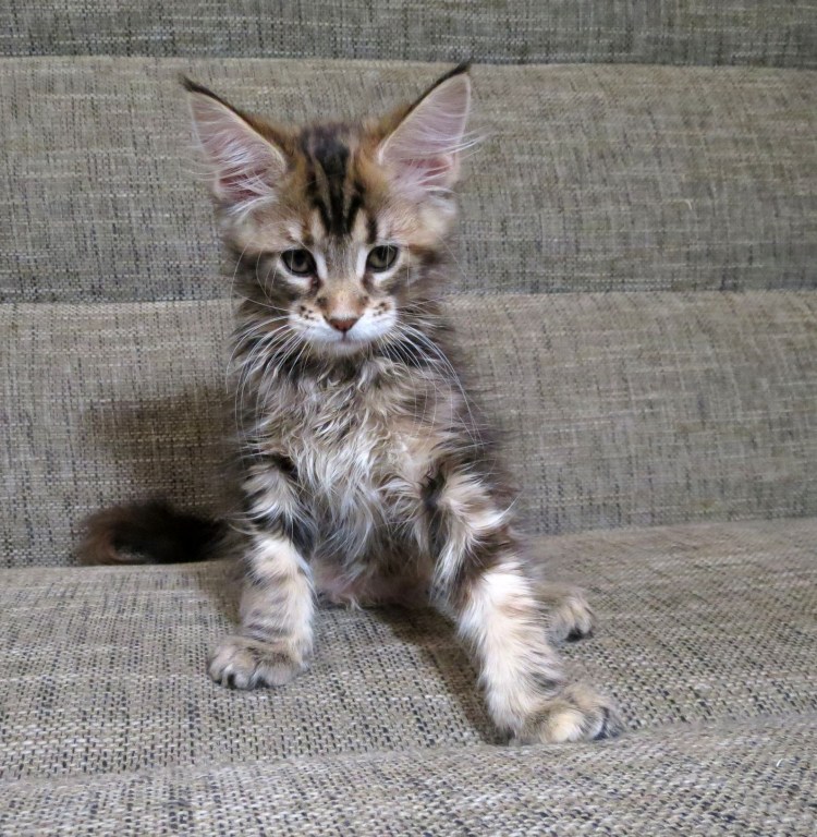 Мейн кун котенок 5-6 месяцев