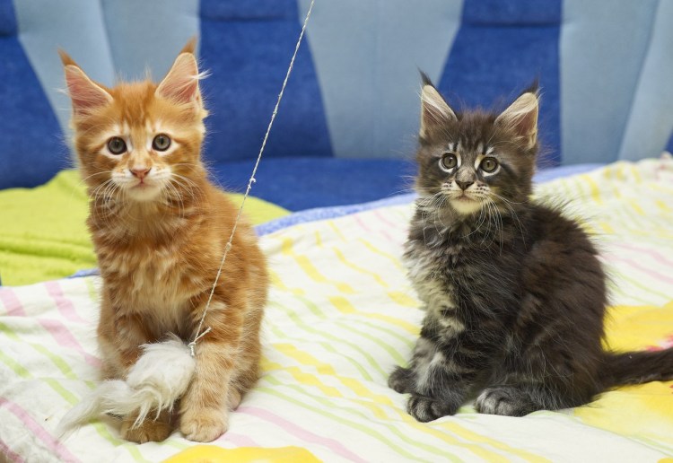 Таблица веса котят Мейн кунов по месяцам