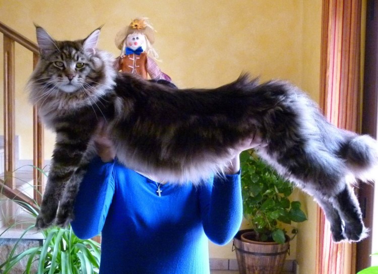 Мейн кун 3 месяца