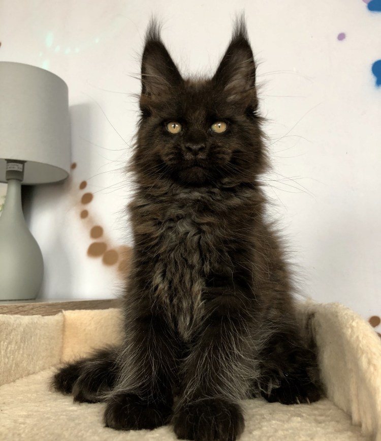 Стадии взросления Мейн куна