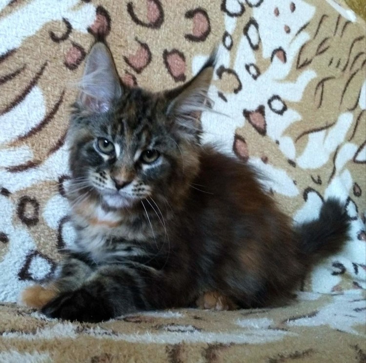 Черный стриженный сейнкун