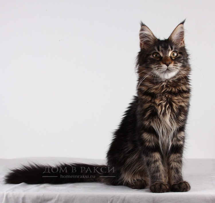 Мейн кун рекс