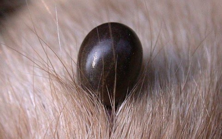 Укусы блох на теле собаки