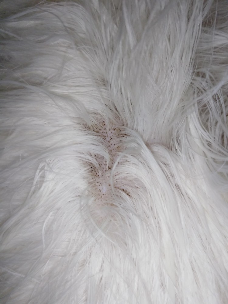 У собаки залысины за ушами