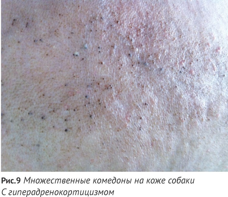 Зубы померанского шпица в 8 месяцев