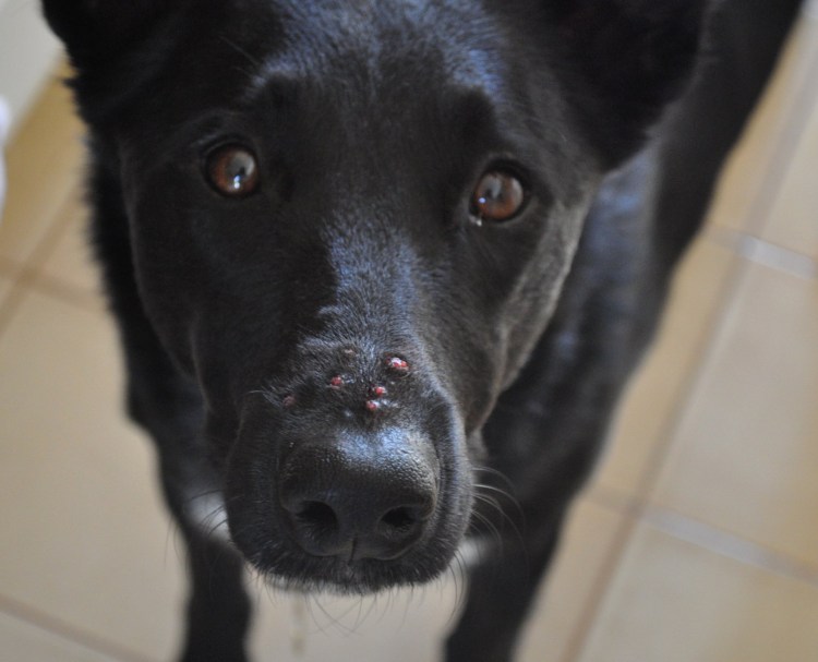 Беременная собака вид сверху