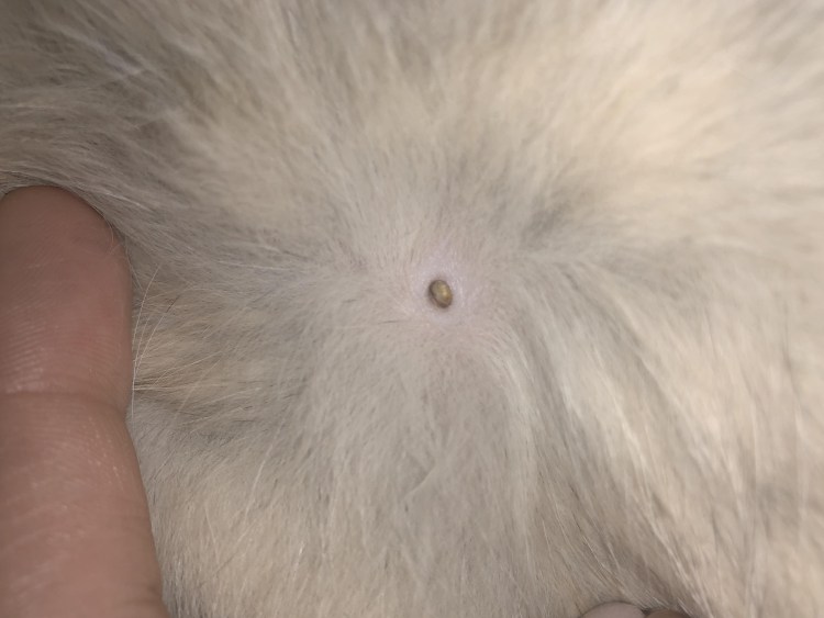 Черные комедоны у собак