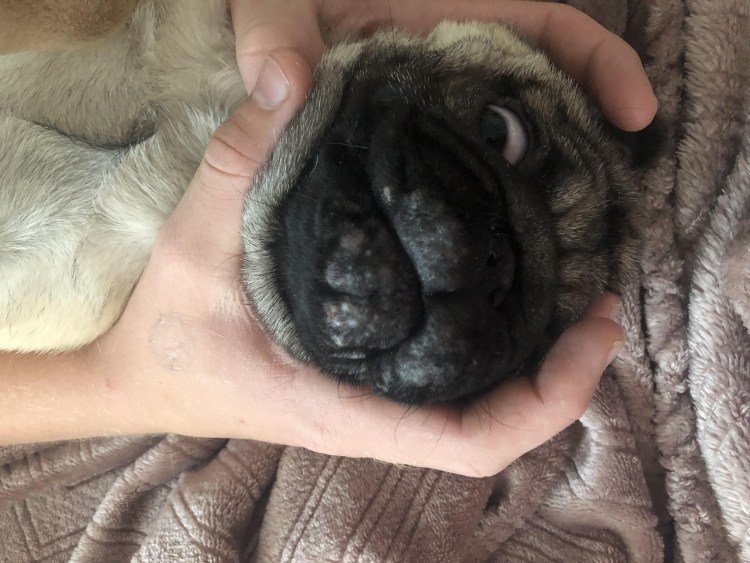 Темная родинка на голове