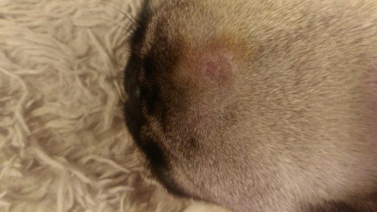 Соски беременной кошки