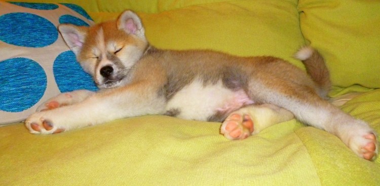 Новообразование на коже у собаки