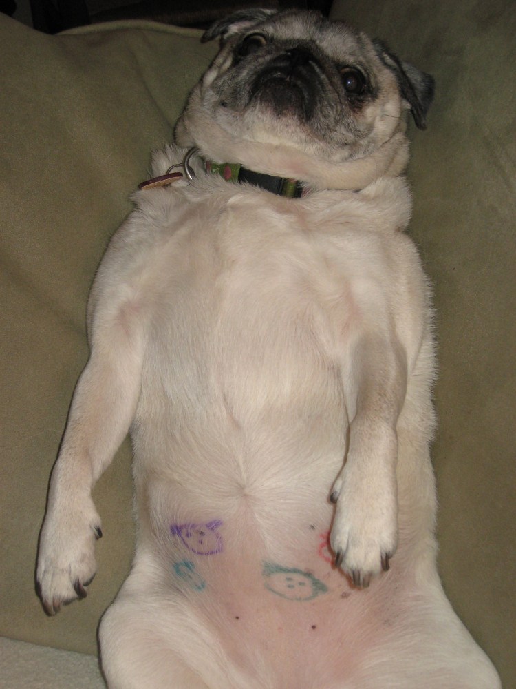 Бородавчатый дерматит у собак