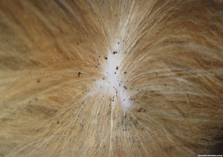 Апллопеция у тойтерьера