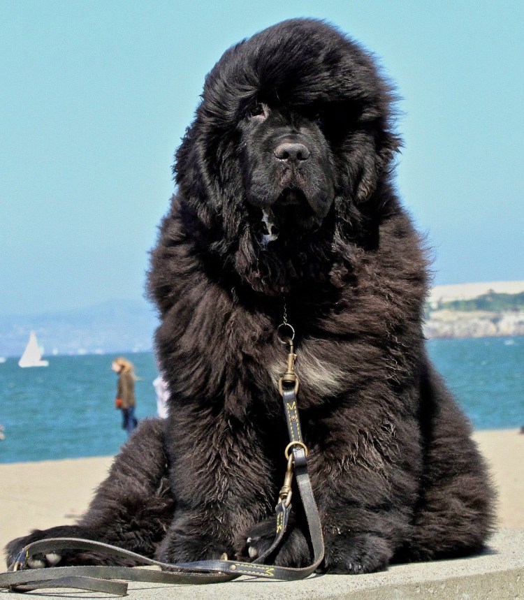 Ньюфаундленд и такса