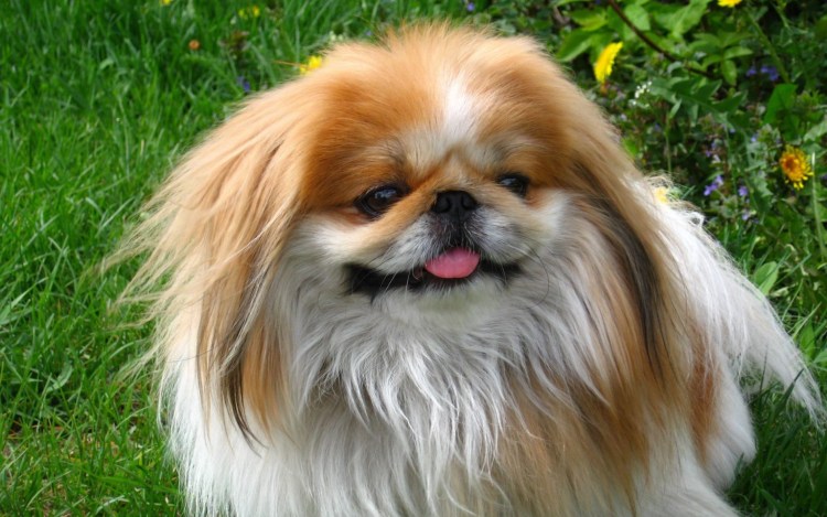 Американский стаффордширский терьер тигровый