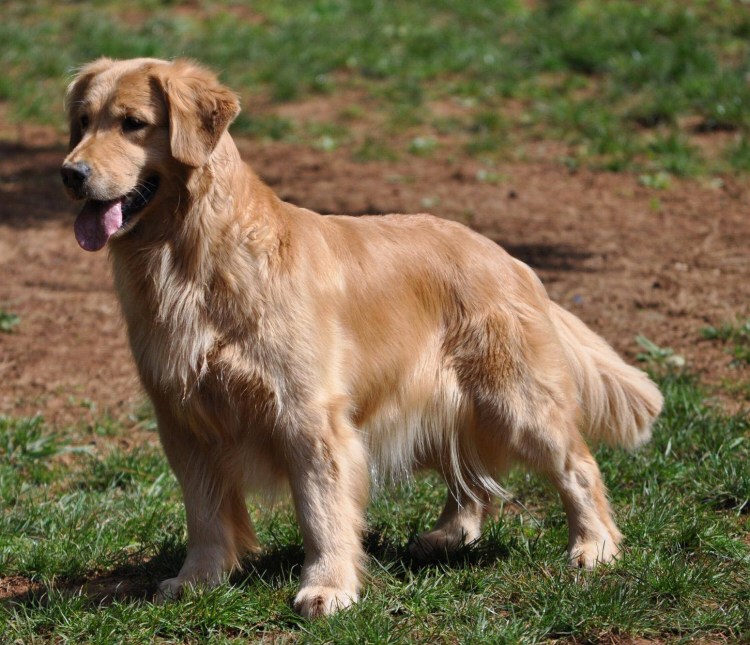 Японская Акита ину