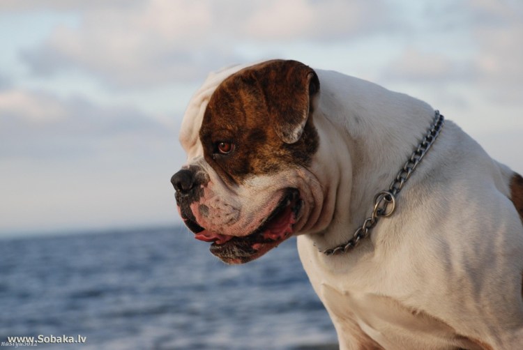 Американский бульдог