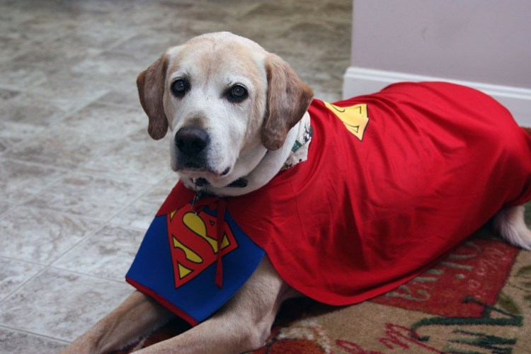 Американский сиба ину