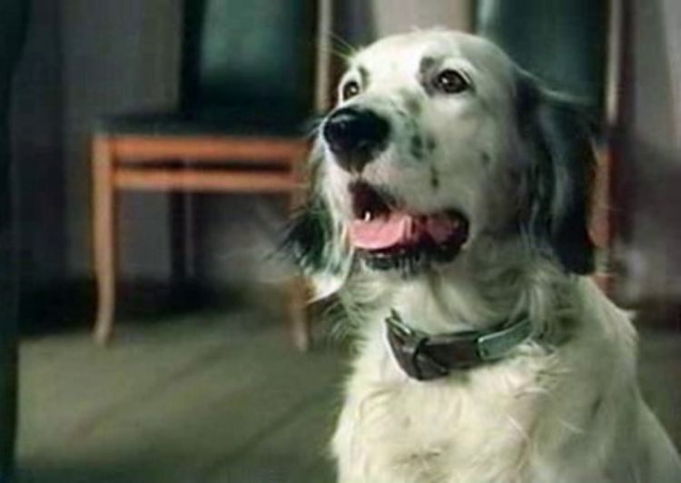 Белая собака порода самоед