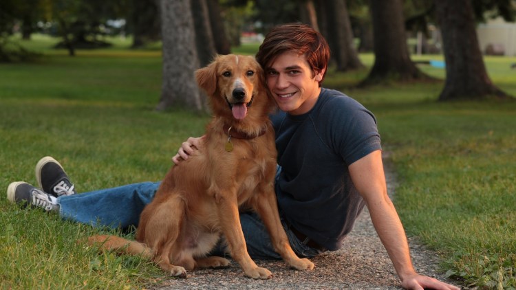 Американский бандог терьер