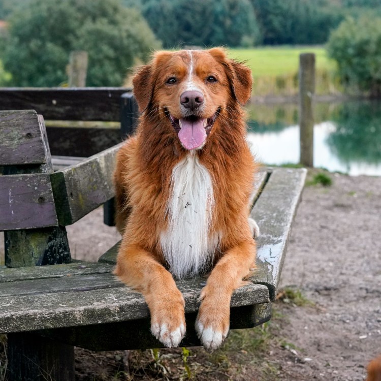 Шотландская овчарка шелти щенок