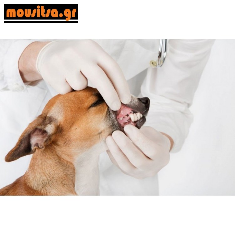 Зубной камень у соаюау