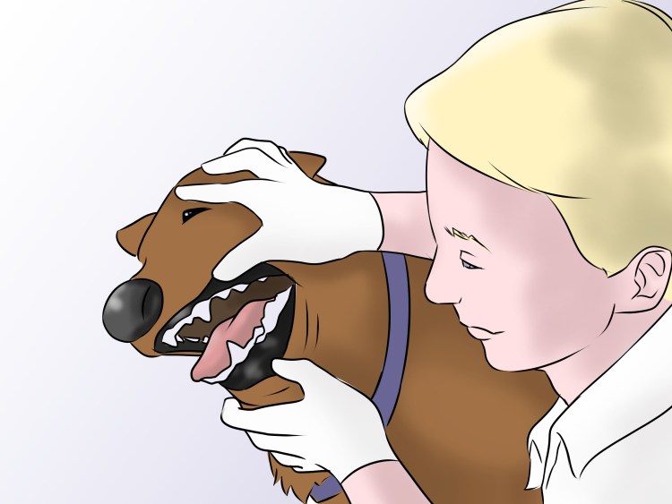 Прикус йоркширского терьера