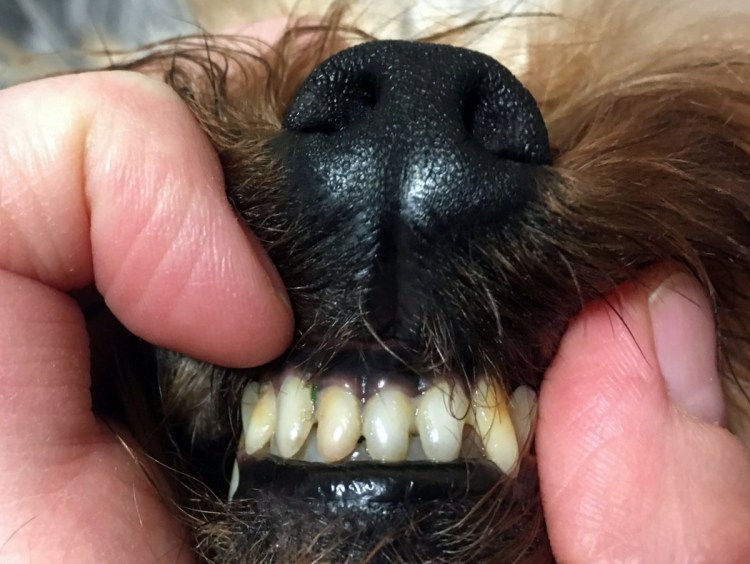 Вставка для чистки зубов у собак