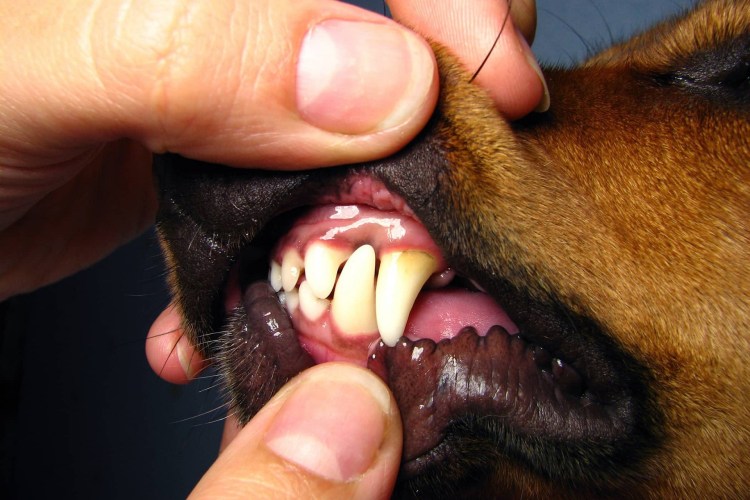 Ультразвуковая чистка зубов собаке