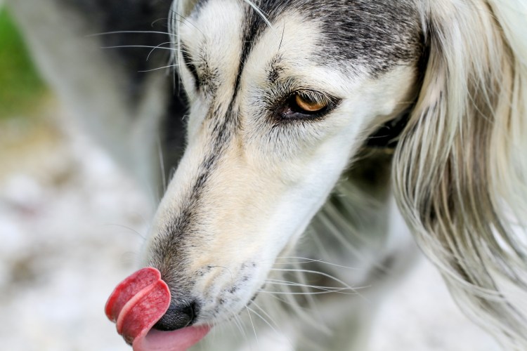Гортань собаки анатомия