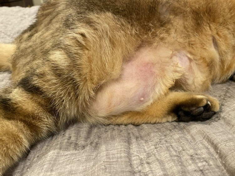 Профилактика пироплазмоза у собак